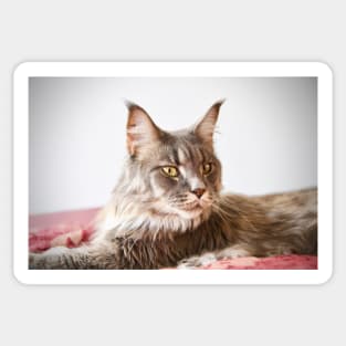 Maine Coon / Swiss Artwork Photography Sticker